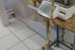 BErimbau